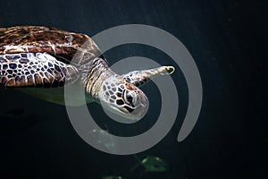 Sea turtle swimming in Aquarium