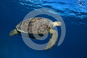 Sea turtle swimming in the blue with a remora
