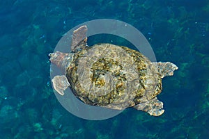 Sea turtle swimming in blue water
