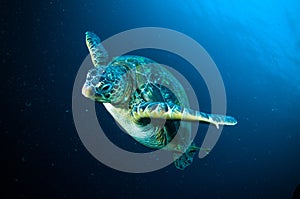 Sea turtle swimming bunaken sulawesi indonesia mydas chelonia underwater