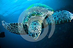 Sea turtle swimming bunaken sulawesi indonesia mydas chelonia underwater