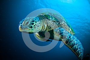 Sea turtle swimming bunaken sulawesi indonesia mydas chelonia underwater