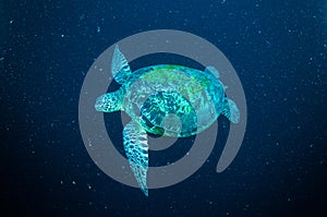 Sea turtle swimming bunaken sulawesi indonesia mydas chelonia underwater