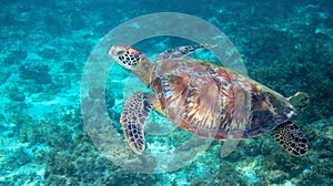 Sea turtle swimming in clear blue water. Green turtle underwater photo. Tropical seashore wildlife. Wild marine tortoise