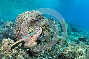 Sea Turtle swimming in a clear sea water.