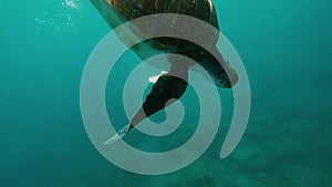 Sea turtle swimming down from the glassy sea surface through clear blue water. Animal diving to the bottom.