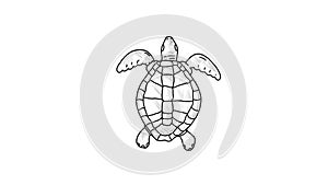 Sea Turtle Swimming Drawing 2D Animation