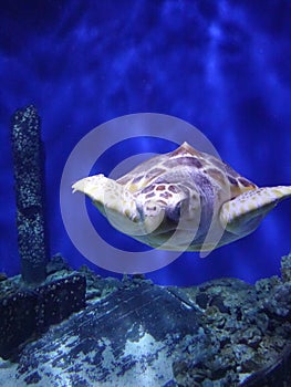 Sea turtle swimming in an enclosure in a zoo aquarium