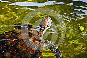 Sea turtle swimming in farm pond