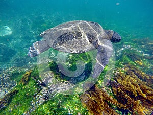 Sea turtle swimming in the Galapagos Islands