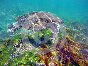 Sea turtle swimming in the Galapagos Islands