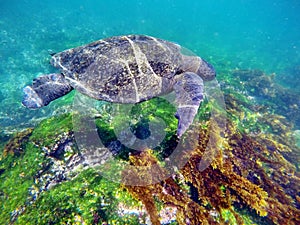 Sea turtle swimming in the Galapagos Islands