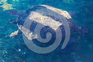 Sea turtle swimming in Mediterranean Sea