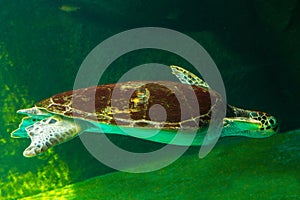 sea turtle swimming in museum aquarium.