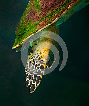 sea turtle swimming in museum aquarium.