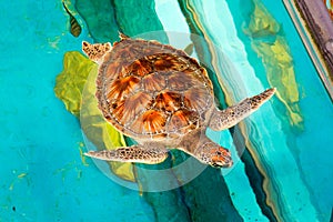 sea turtle swimming in museum aquarium.