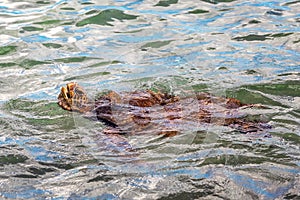 Sea turtle swimming near Maui, Hawaii