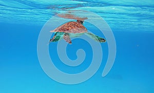 Sea turtle swimming near the ocean surface