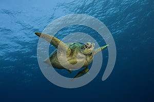 More želva plavání v oceán 