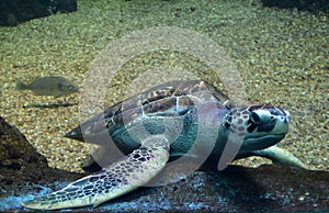 Sea turtle swimming in an open fish aquarium visitation. An old turtle swimming detail