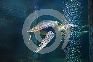 Sea turtle swimming in an open fish aquarium visitation. An old turtle swimming detail