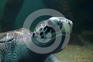 Sea turtle swimming in an open fish aquarium visitation. An old turtle swimming detail