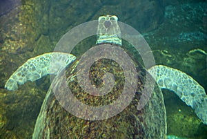 Sea turtle swimming in an open fish aquarium visitation. An old turtle swimming detail