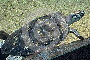 Sea turtle swimming in an open fish aquarium visitation. An old turtle swimming detail