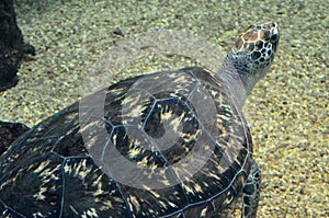 Sea turtle swimming in an open fish aquarium visitation. An old turtle swimming detail