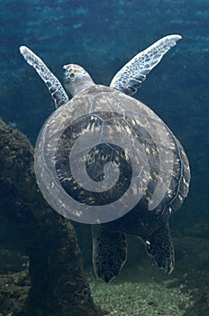 Sea turtle swimming in an open fish aquarium visitation. An old turtle swimming detail