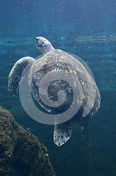 Sea turtle swimming in an open fish aquarium visitation. An old turtle swimming detail