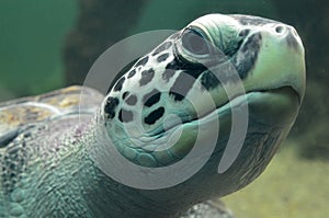 Sea turtle swimming in an open fish aquarium visitation. An old turtle swimming detail