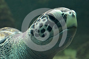 Sea turtle swimming in an open fish aquarium visitation. An old turtle swimming detail