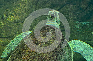 Sea turtle swimming in an open fish aquarium visitation. An old turtle swimming detail