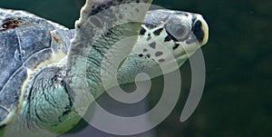 Sea turtle swimming in an open fish aquarium visitation. An old turtle swimming detail