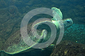 Sea turtle swimming in an open fish aquarium visitation. An old turtle swimming detail