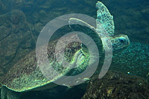 Sea turtle swimming in an open fish aquarium visitation. An old turtle swimming detail
