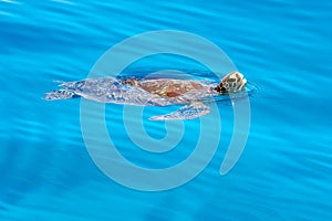 Sea turtle swimming Philippines