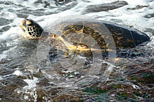 Sea Turtle Swimming In Roiling Surf