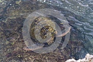 Sea turtle swimming and surfacing