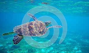 Sea turtle swimming under sea surface. Green turtle underwater photo. Tropical seashore wildlife. Wild marine tortoise