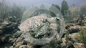 Sea Turtle swimming underwater