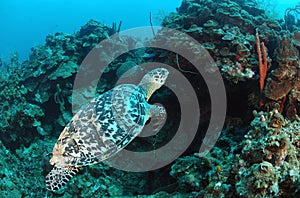 Sea turtle swimming underwater