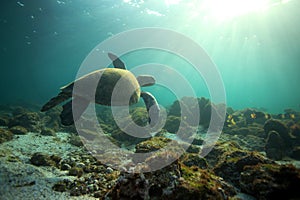 Sea turtle swimming underwater