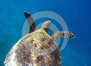 Sea turtle swimming underwater