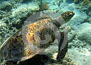 Sea turtle swimming underwater