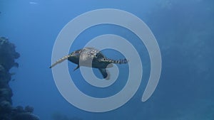 Sea Turtle swimming underwater