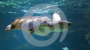 Sea Turtle Swimming Underwater in an Aquarium