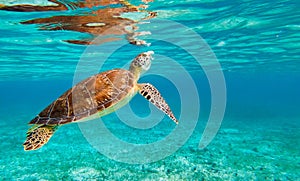 Sea Turtle swimming underwater, Atlantic Ocean, Spotts Beach, Cayman Islands