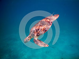 Sea Turtle Swimming Underwater, Caribbean Ocean